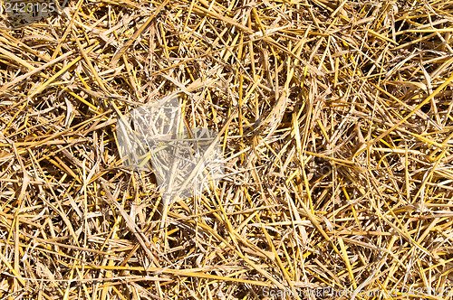 Image of straw closeup as background