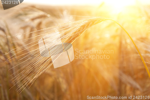 Image of ears of wheat sun against