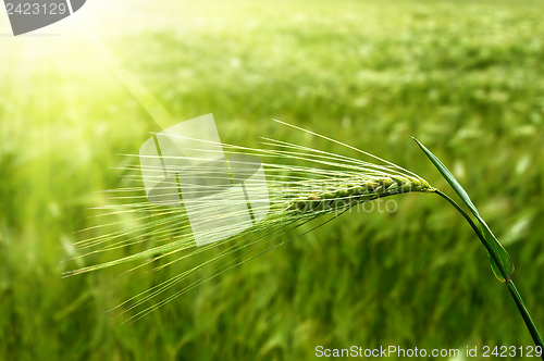 Image of ear of green wheat