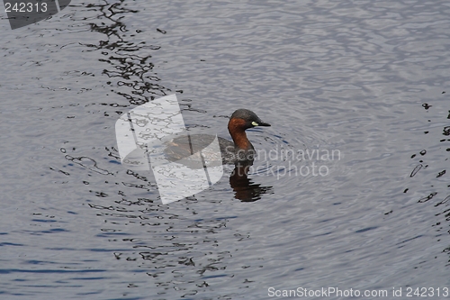 Image of Baby duckling