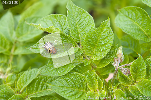 Image of Colorado potato beetle over leaf