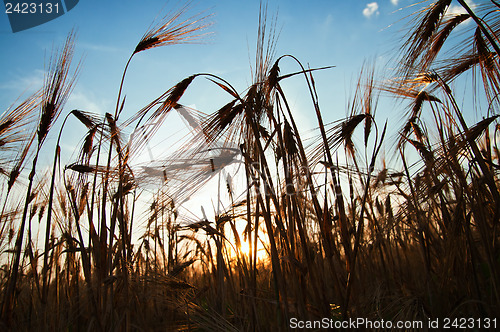 Image of wheat at sunset