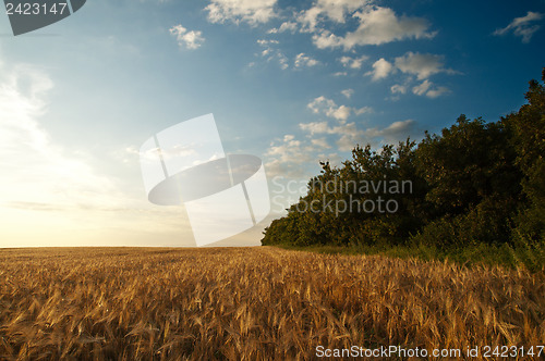 Image of sunset on field at summer