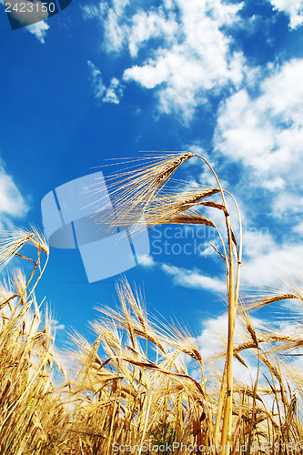 Image of wheat of ear with blue cloudy sky