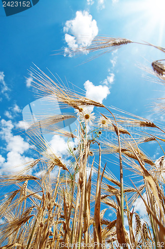 Image of chamomiles with wheat under cloudy sky