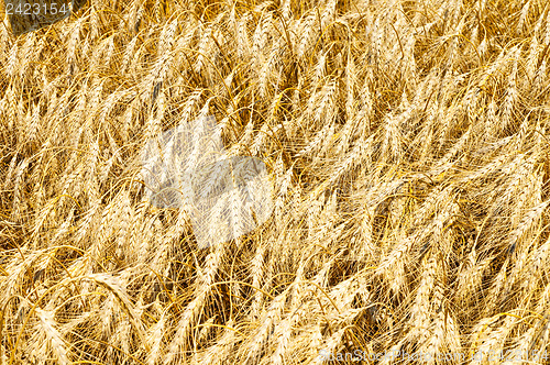 Image of gold ears of wheat