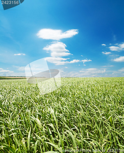 Image of green grass and blue sky