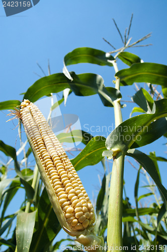 Image of view to corn on the cob