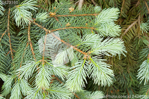 Image of close-up of pine branches