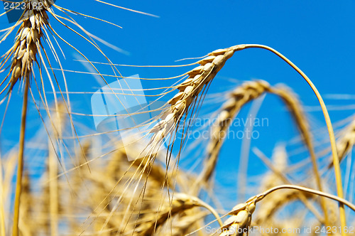 Image of gold ears of wheat