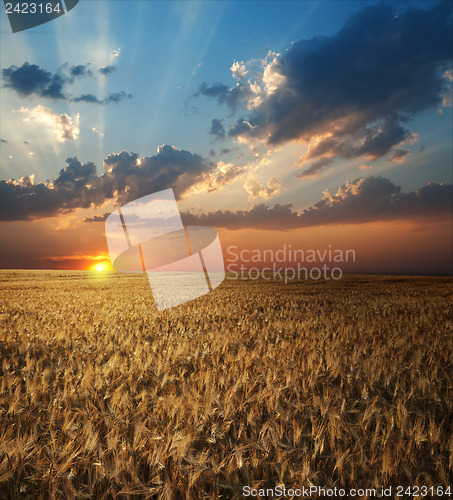 Image of field of wheat in sunset time