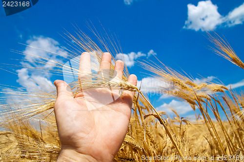 Image of cones in the hand over new harvest