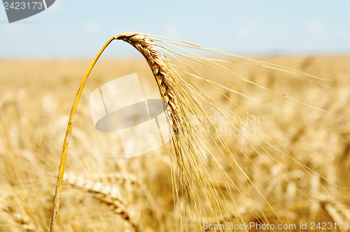 Image of gold ears of wheat