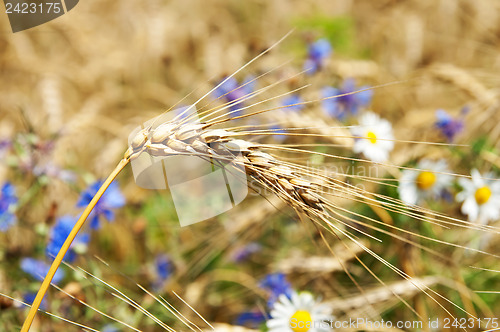 Image of ears of wheat with flowers