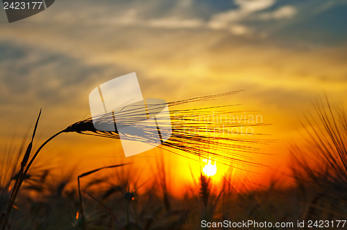 Image of ears of ripe wheat on a background a sun in the evening