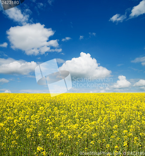 Image of flower of oil rape in field with blue sky and clouds
