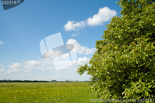 Image of field of green wheat near wood