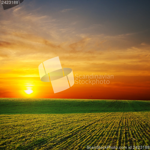 Image of last sunrays over green field