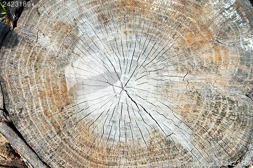 Image of cut of tree