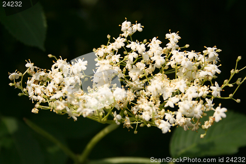 Image of Elderflower