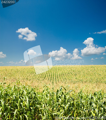 Image of field with corn under blue sky and clouds