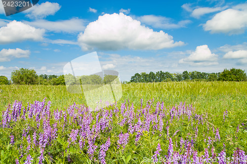 Image of green field with flowers and blue sky