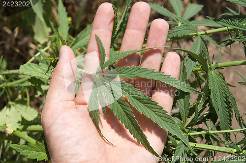 Image of Green leaf of marijuana in a hand