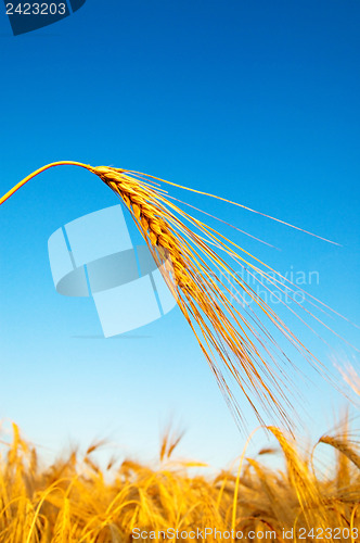 Image of gold ears of wheat in sundown time