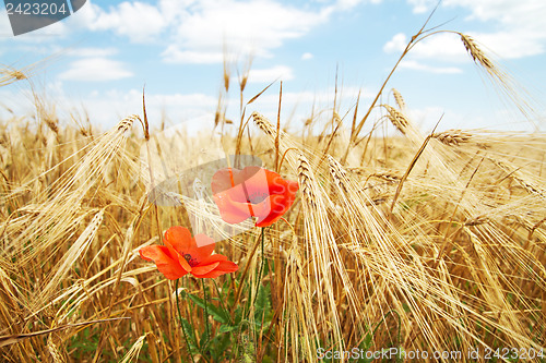 Image of red poppy on field of ear