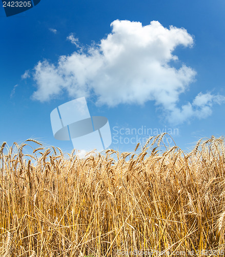 Image of gold ears of wheat under sky