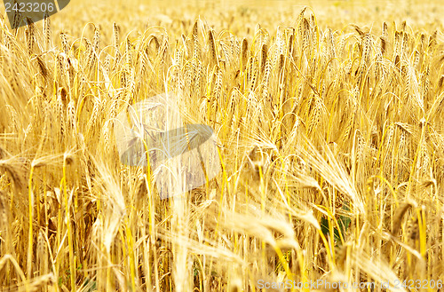 Image of gold ears of wheat