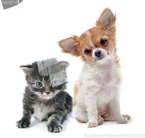 Image of puppy chihuahua and kitten
