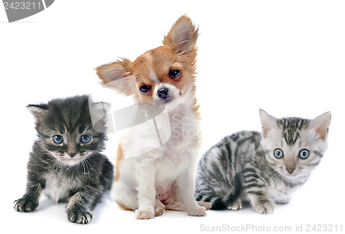 Image of puppy chihuahua and kitten