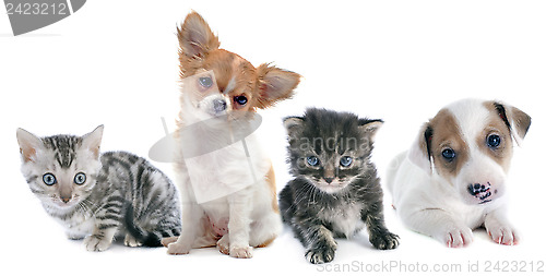 Image of puppies and kitten