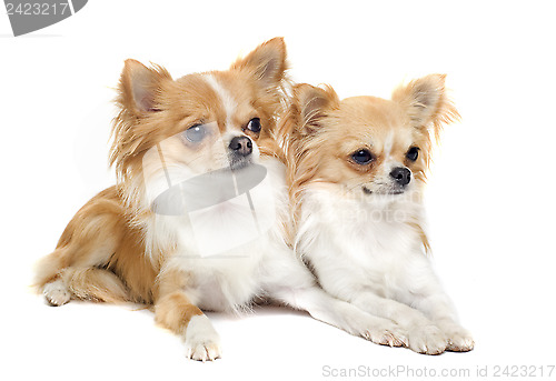 Image of chihuahuas
