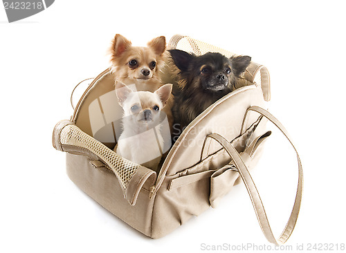 Image of travel bag and chihuahuas