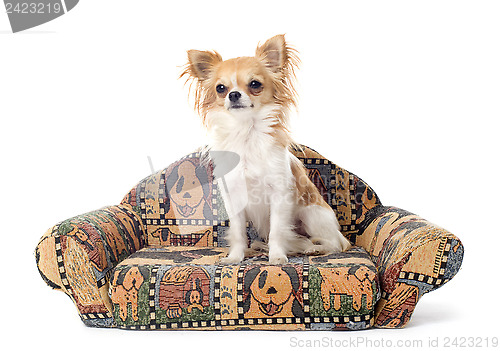 Image of chihuahua on sofa
