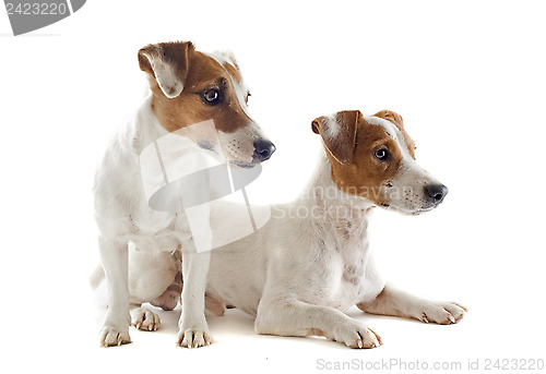 Image of jack russel terriers