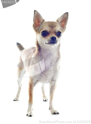 Image of puppy chihuahua