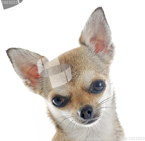 Image of puppy chihuahua