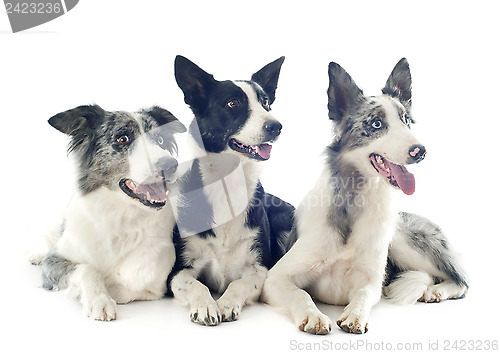 Image of border collies