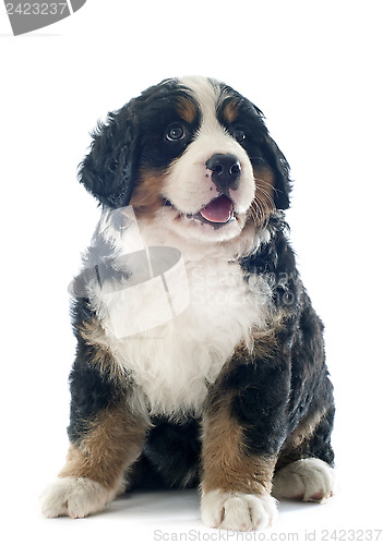 Image of puppy bernese moutain dog