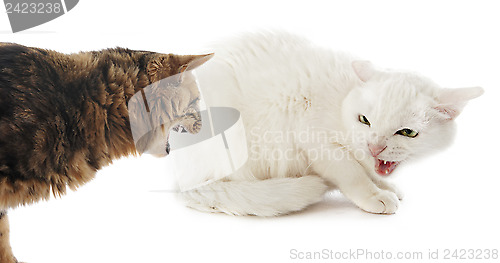 Image of conflict between cats