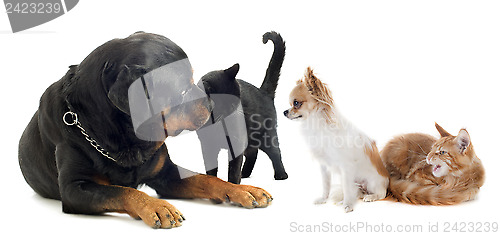 Image of dogs and cat