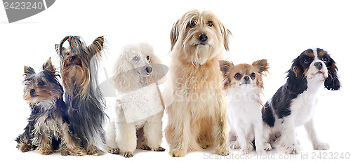 Image of six little dogs