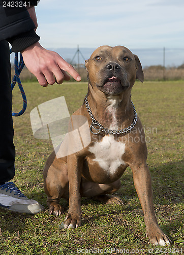Image of american staffordshire terrier