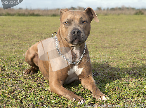 Image of american staffordshire terrier