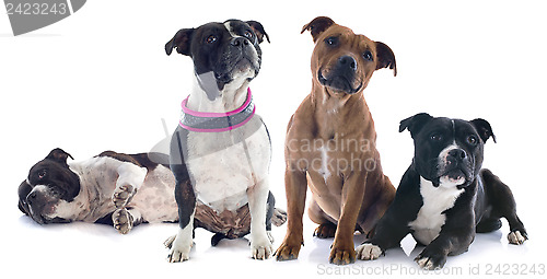 Image of two staffordshire bull terrier
