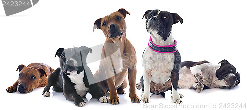 Image of five staffordshire bull terrier