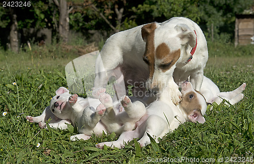 Image of family jack russel terrier